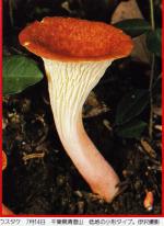 Cantharellus floccosus IOH p 405 b