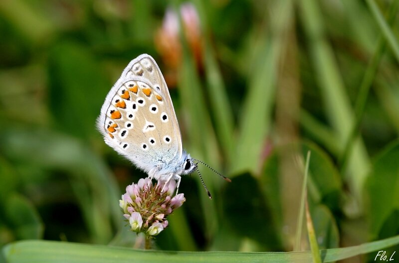 Azuré commun (Polyommatus icarus) a