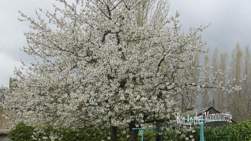 Arbres cerisier oranger mexique poirier en fleurs 3