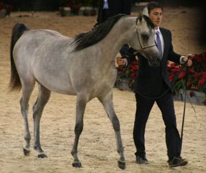Championnat du monde du cheval arabe le 11 12 10 (9)