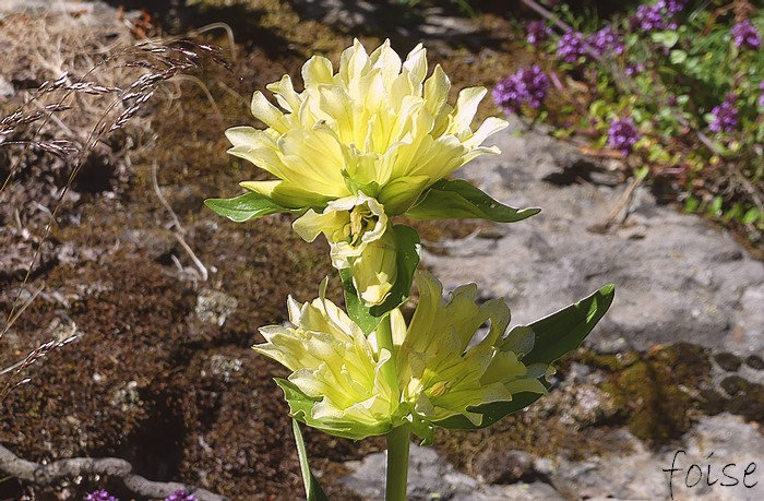 fleurs jaune pâle sessiles en glomérules nichés dans les feuilles supérieures
