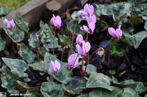 Cyclamen