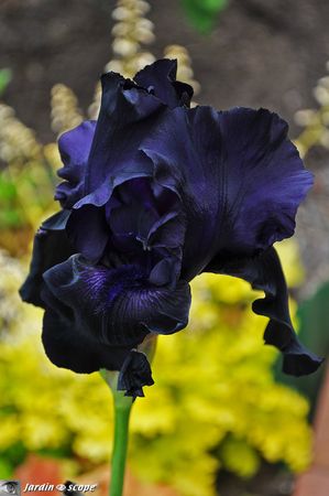 Iris-Black-Tie-Affair