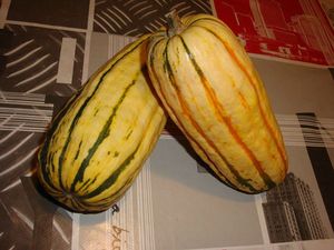 courge delicata (2)BR