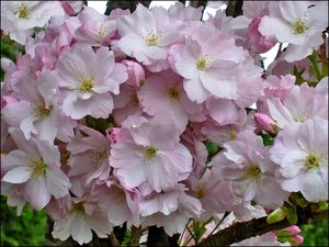 fleurs_cerisiers_du_japon_bis