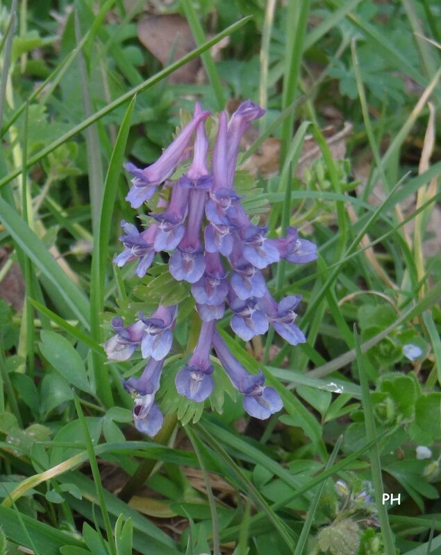 gros-plan corydalis