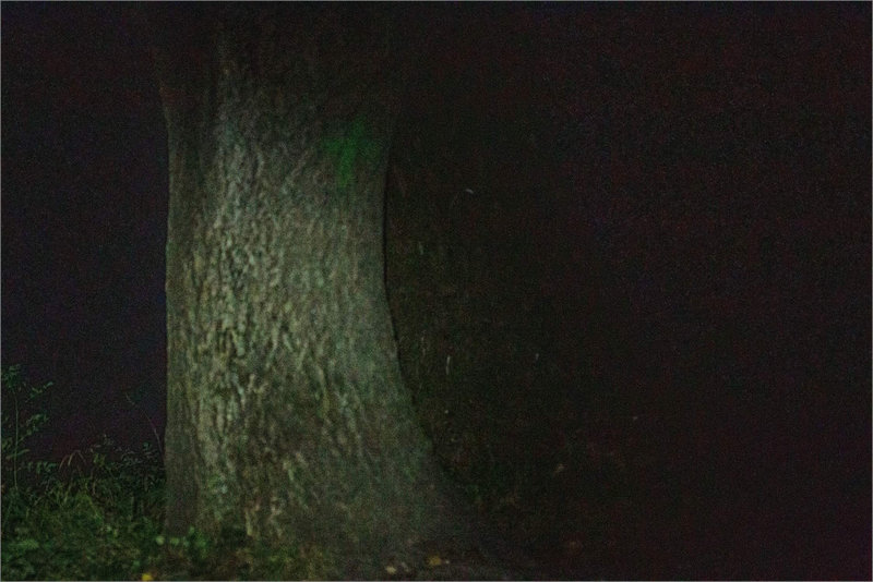 Nuit frontale 150921 ym 5 arbre