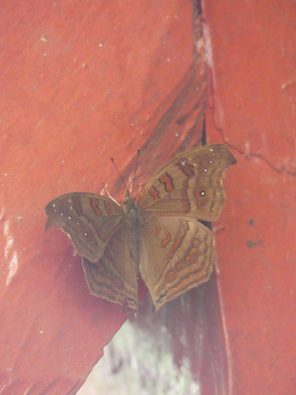 P1230600