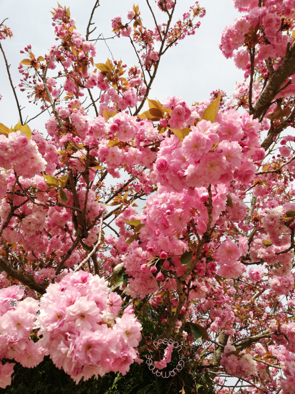 Prunus serrulata_2_Avril 2020