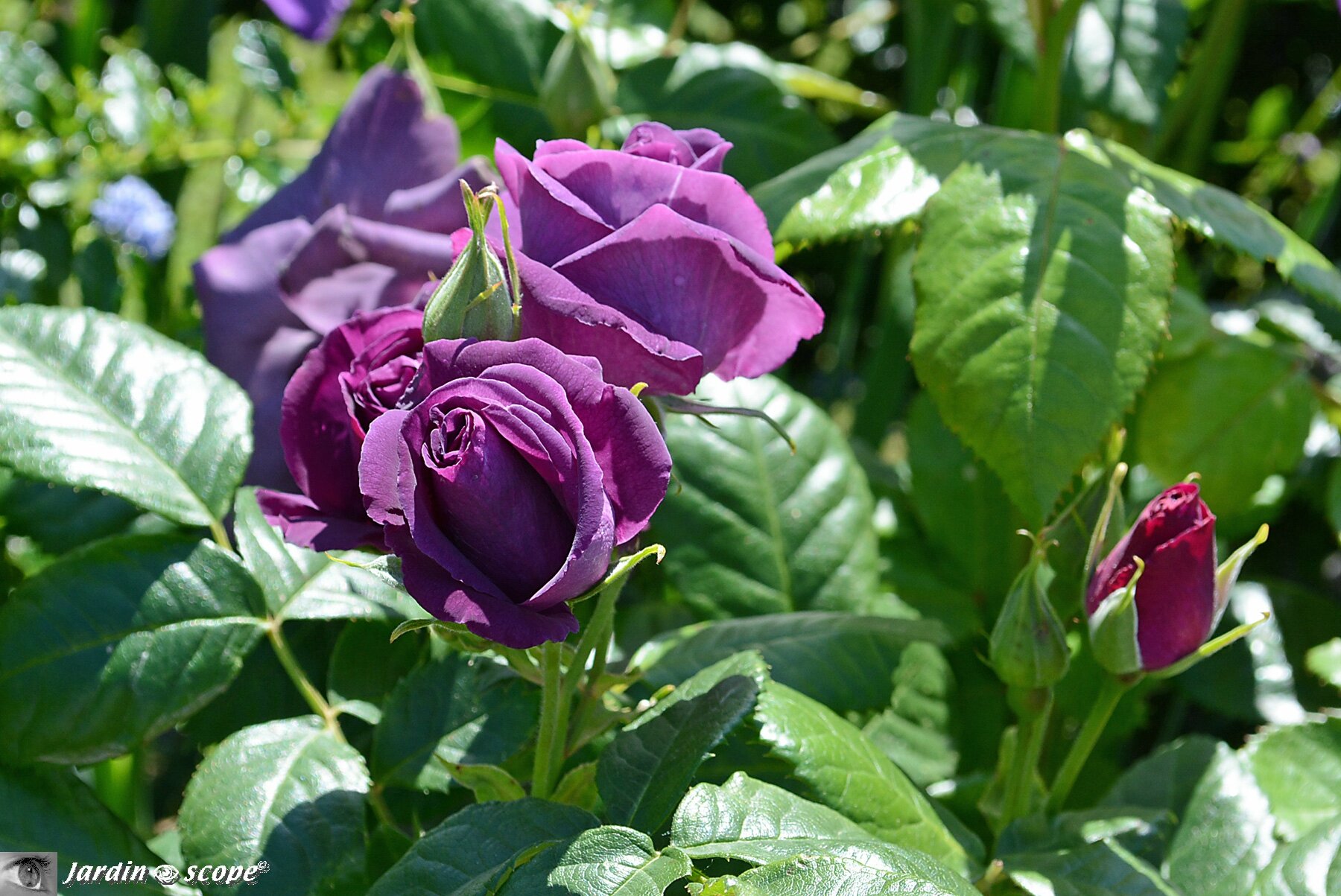 Rosier Minerva • Rosa minerva