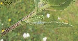 Calendula_arvensis_00