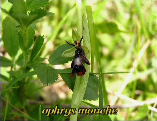 ophrys mouche