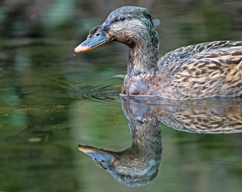 Galuchet oiseau canard 100318 4 bec mue