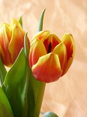 tulipes2