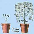 1ere ES, TP 6: Comment les plantes se nourissent-elles? 