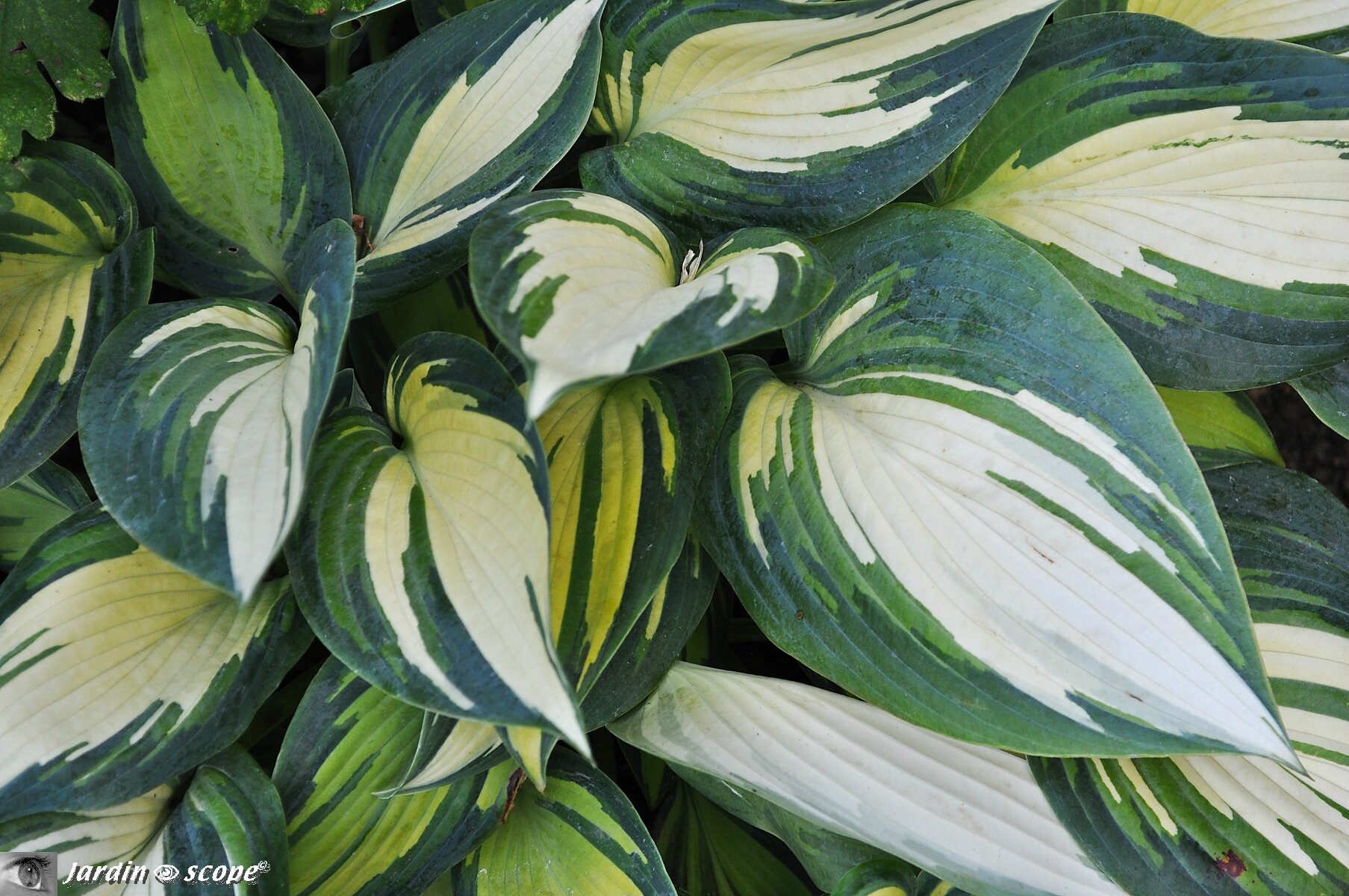 Feuilles d'Hostas