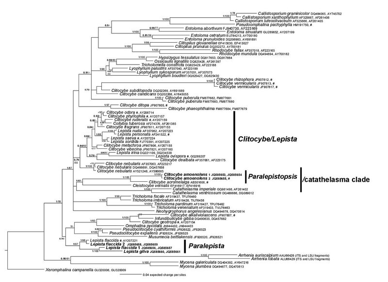 Paralepistopsis-page-004 fig 1