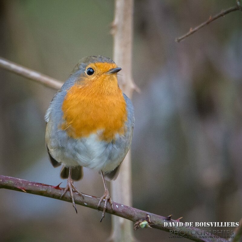 Rougegorge Familier (Erithacus Rubecula)