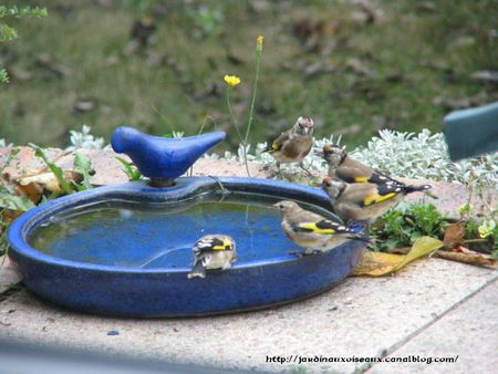 Chardonneret_El_gant_Famille_IMG_3118