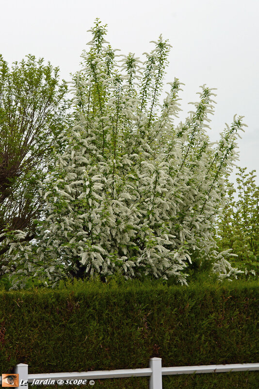 Prunus-Padus