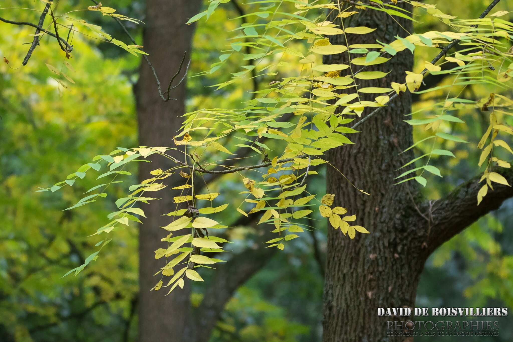 2015-10-15_DSC_5418_NIKON D7100_ISO 1600_150 mm_150