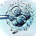 <b>Bioéthique</b> 2019 (2) : attention, les embryons humains ne sont pas que des 