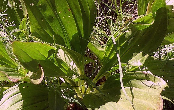 feuilles inférieures pétiolées