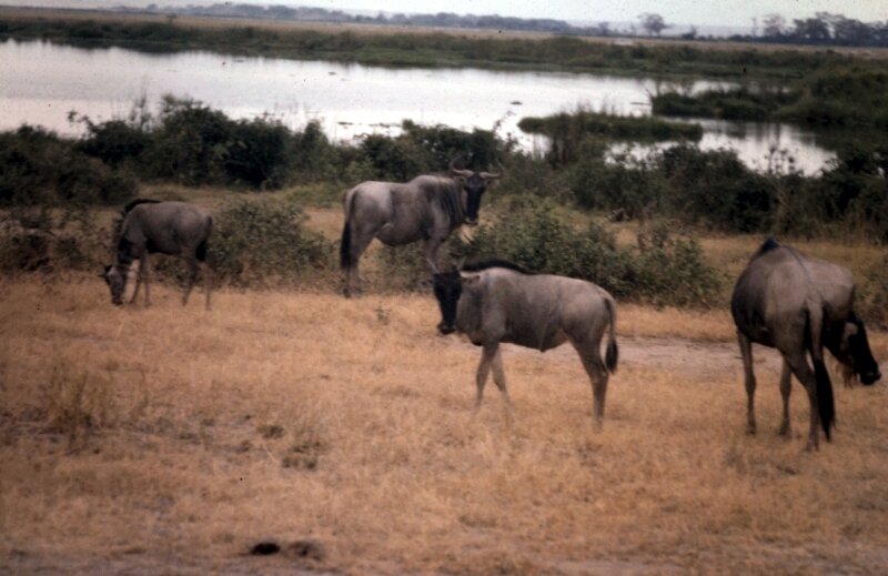 amboseli gnous e