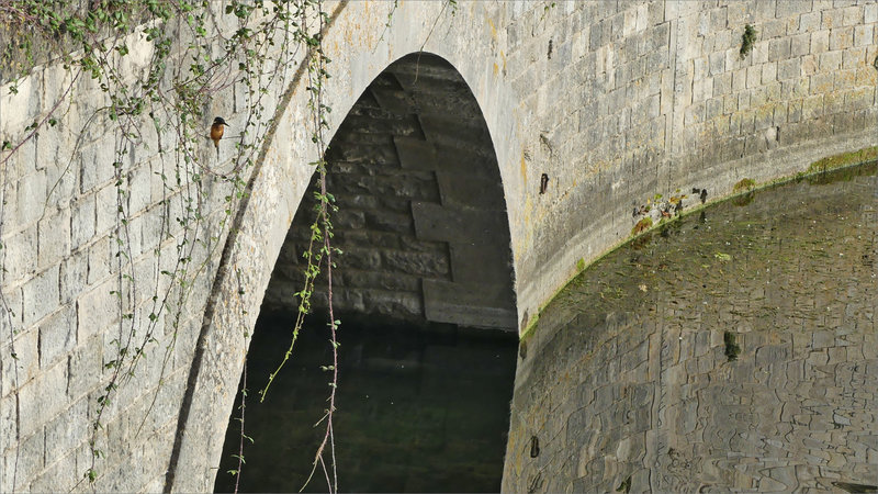 Niort oiseau MP pont Chamoiserie 041023 ym 16