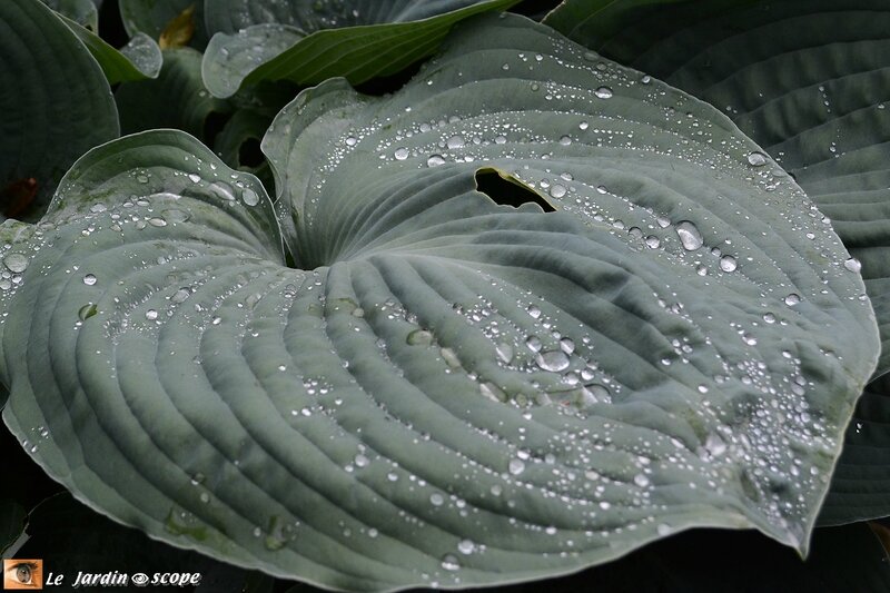 9998-Hosta-perles-d'eau
