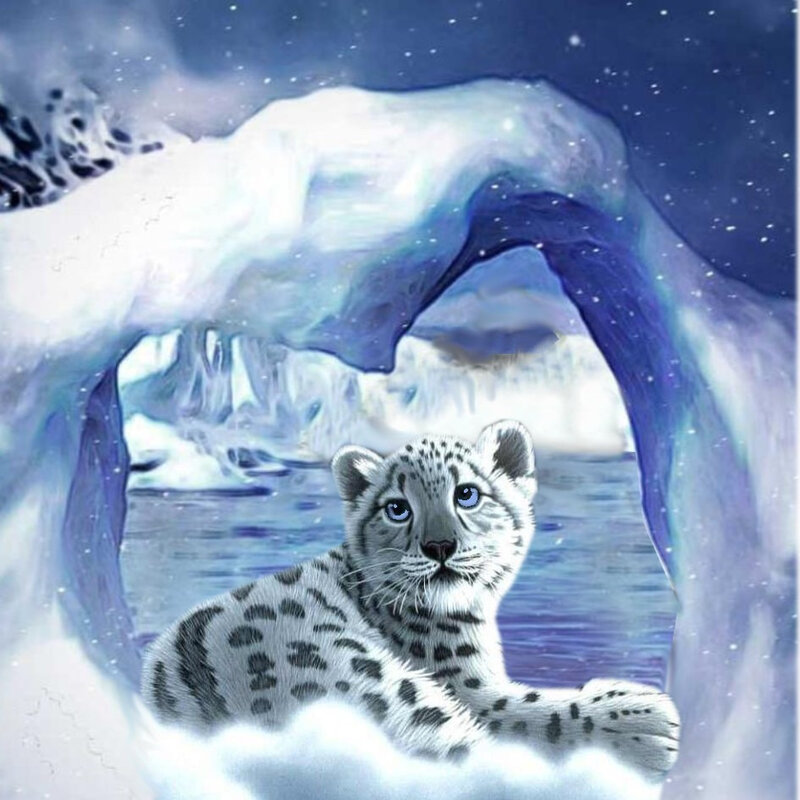 carte voeux chat leopard des neiges