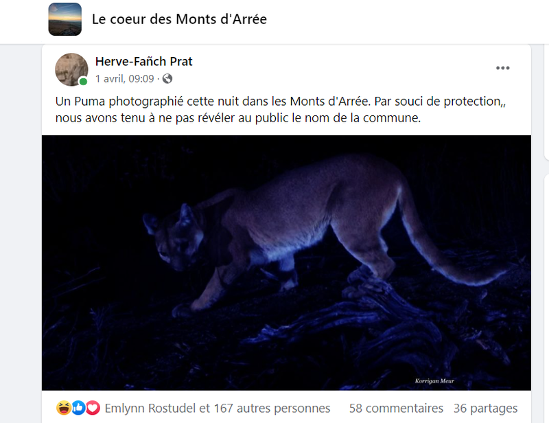 Un Puma dans les Monts d'Arrée