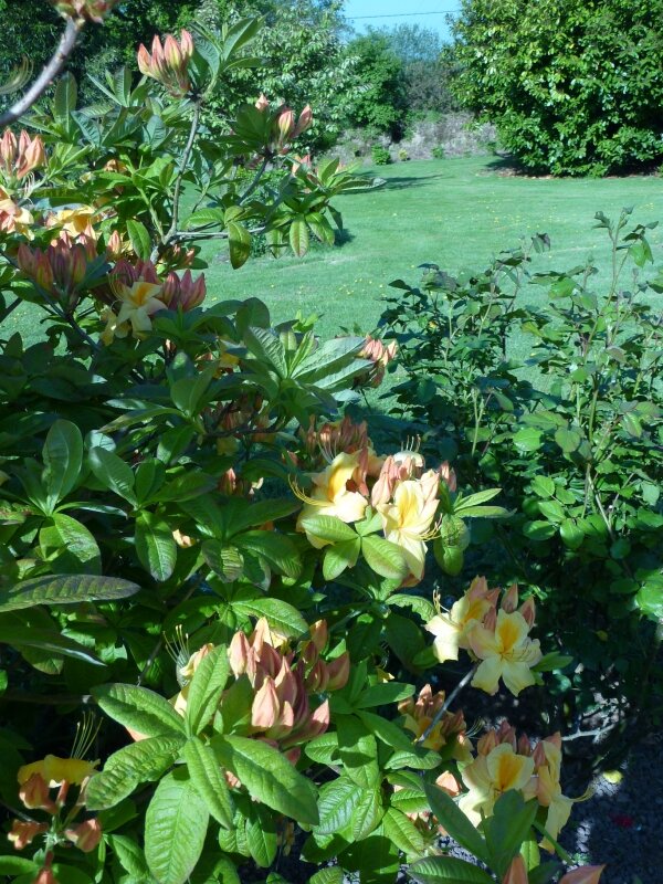 Le Rhodo...