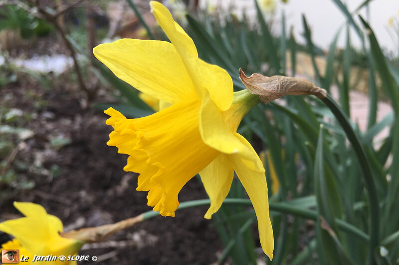 Narcisses-tête-à-tête