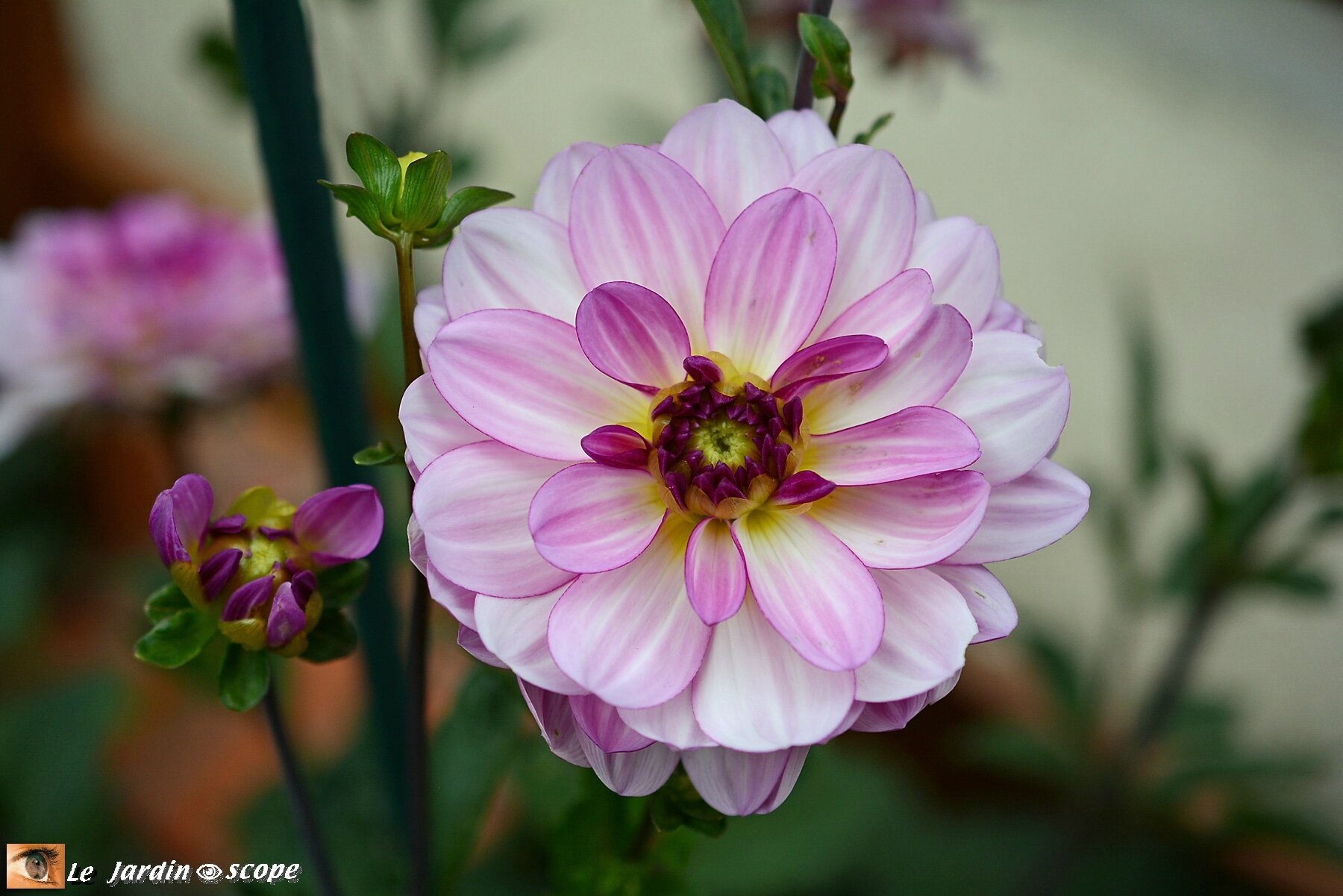 Dahlia Prestance (label Rouge)