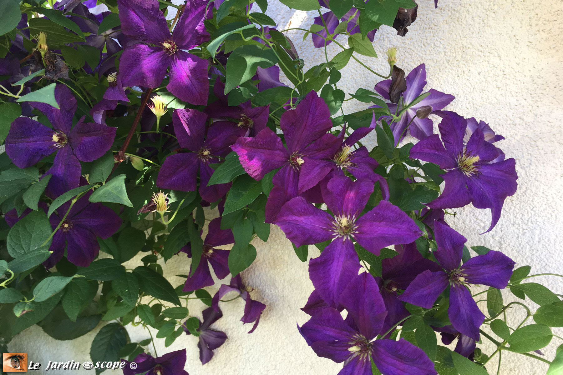 Clematis-Viticella polish spirit'