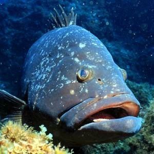4266_dusky-grouper-in-corvo-island-voluntary-marine-protected-area