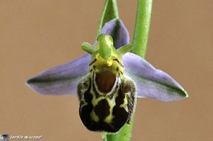 Orchidée abeille • Ophrys apifera
