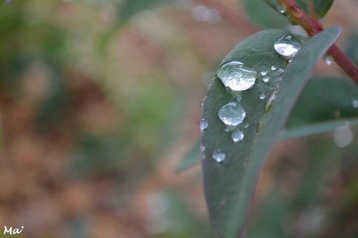170506_apres_la_pluie_3