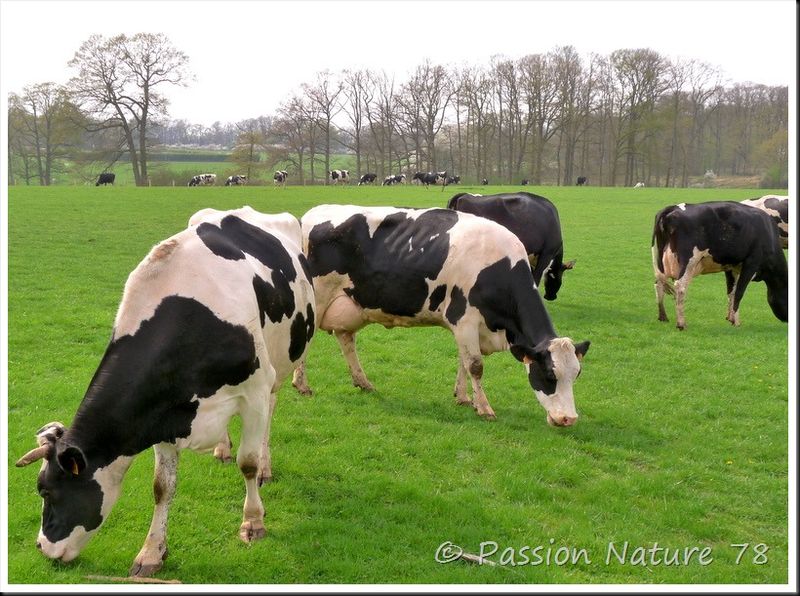 La vache Prim'Holstein (17)