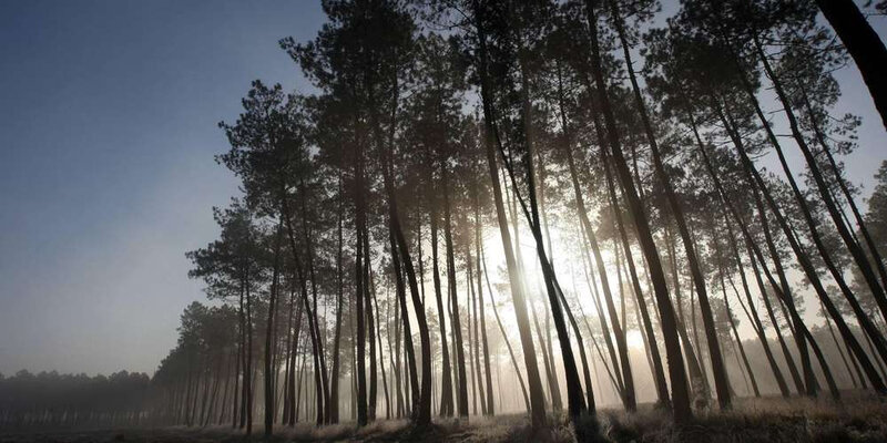 vidéo feu de forêt l'exception landaise