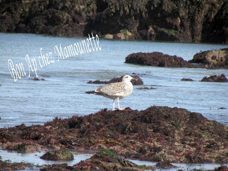 mouette qui veille sur Mamounette - photo perso