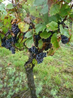 Sarment de Vignes - Pinot noir - ST-Pourçain sur Sioule - Allier 2448x3264