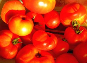 Cuisine tomates- 4