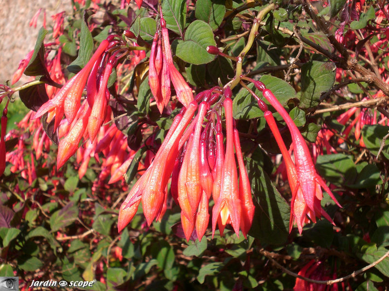Fuchsia boliviana - Fuchsia géant • Onagraceae