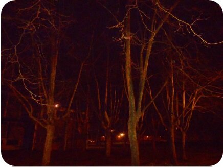 La danse des arbres dans la nuit