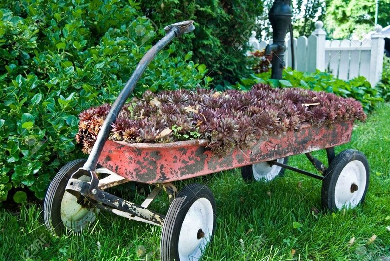 5052641-Hen-and-chick-succulents-in-a-rusty-wagon--Stock-Photo