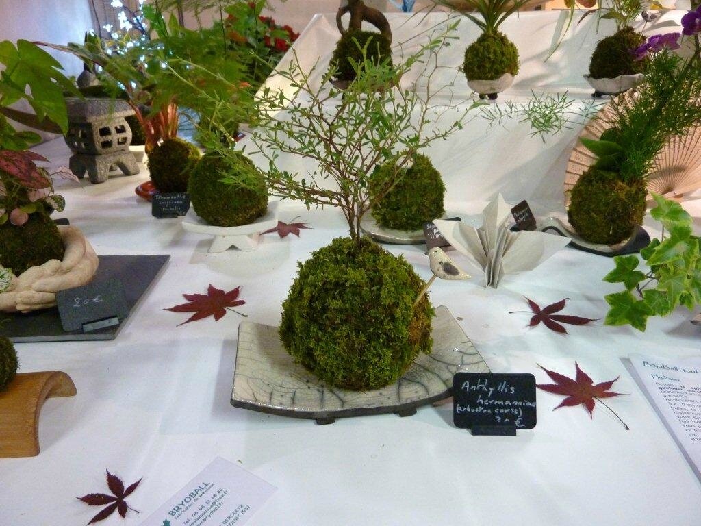 Anthyllis