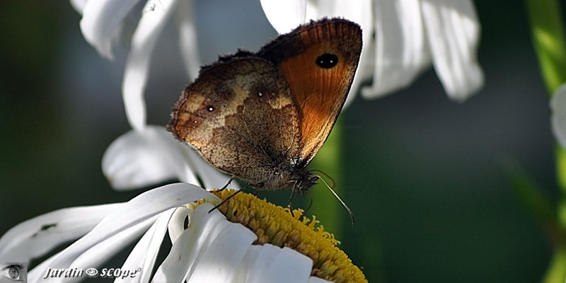 Le_Procris