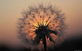 264494__dandelion-at-dusk_t